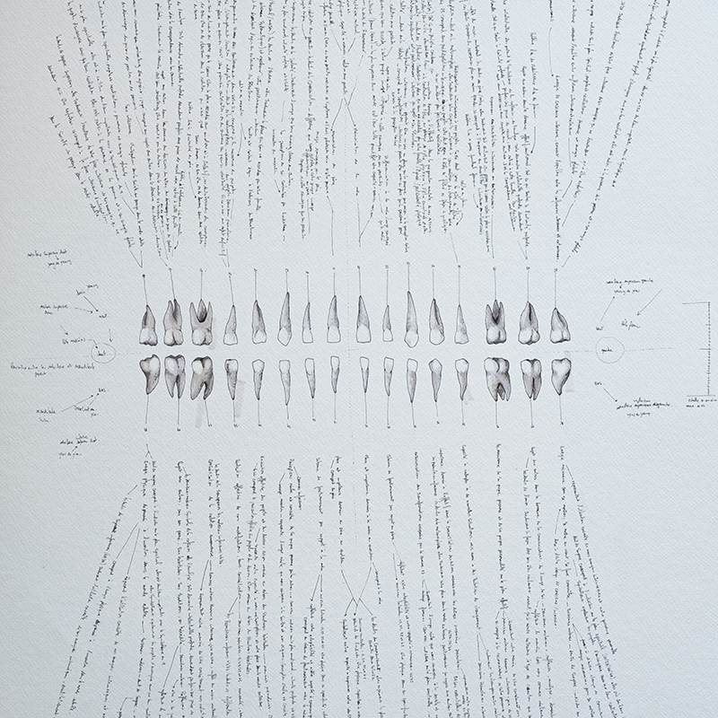 détail "symbolique des dents" 2025, stylo noir, feutres sur papier, 100 x 70 cm, serie i-dent-ité 2025 dessin contemporain